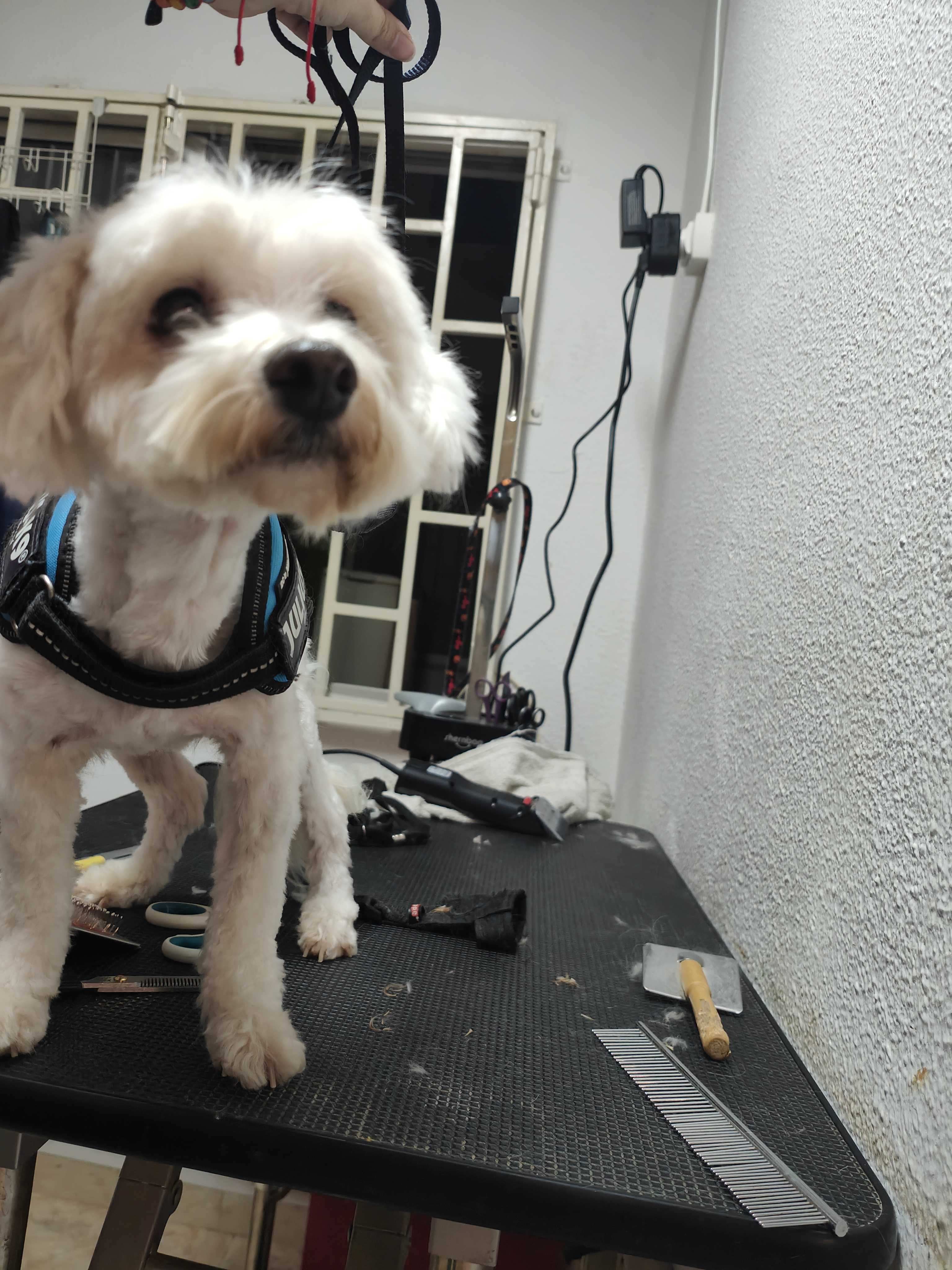 Peluquería de mascotas Yolapatitas